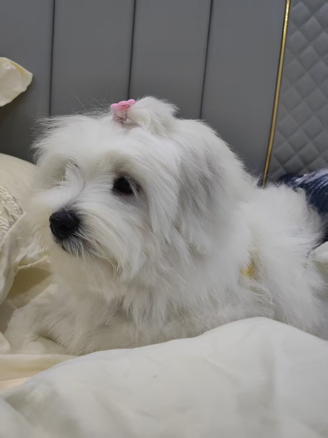 因为个人精力实在有限,不得不忍痛转让这只纯种棉花面纱犬。
它是一只自带“